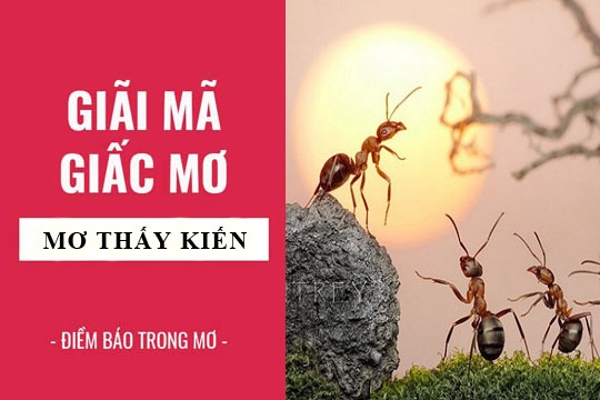 Sổ Mơ Con Kiến